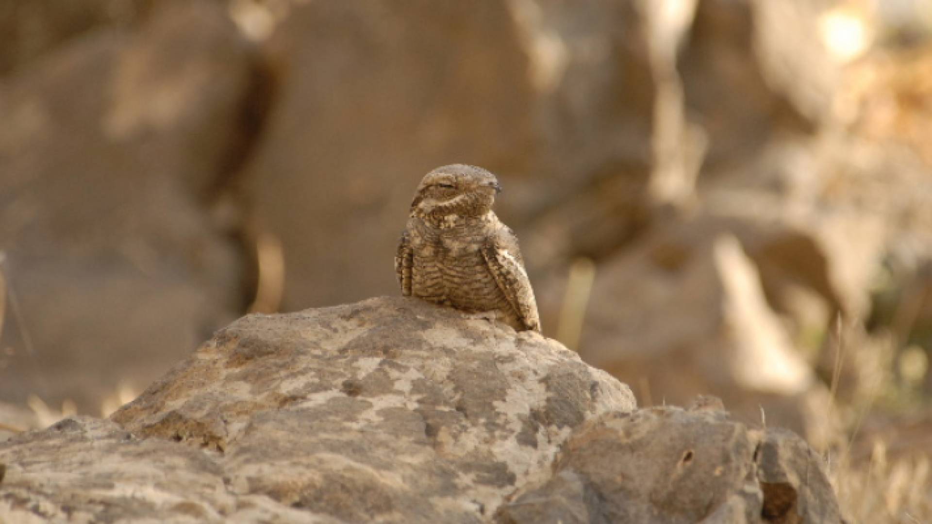 طائر السبد النوبي