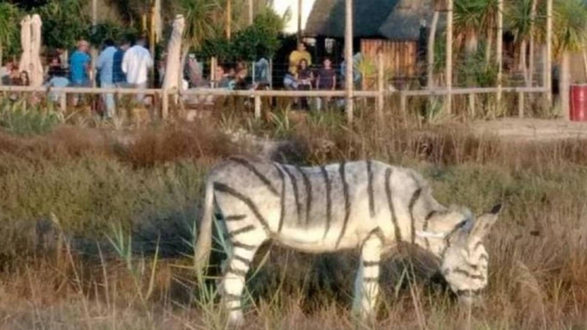 السلطات أعلنت فتح تحقيق في واقعة الحمير المزيفة