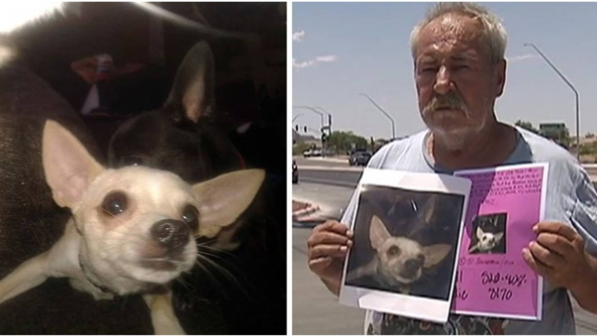 أمريكي يمنح منزله لمن يعثر على كلبته