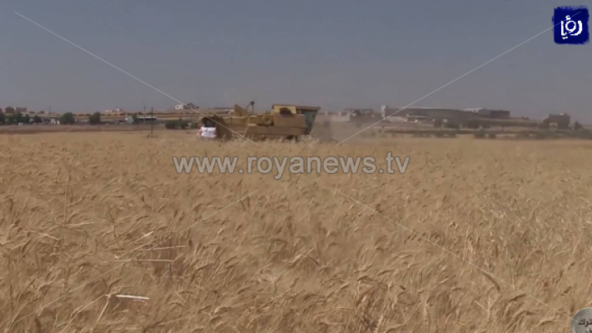 محصول قمح في اربد