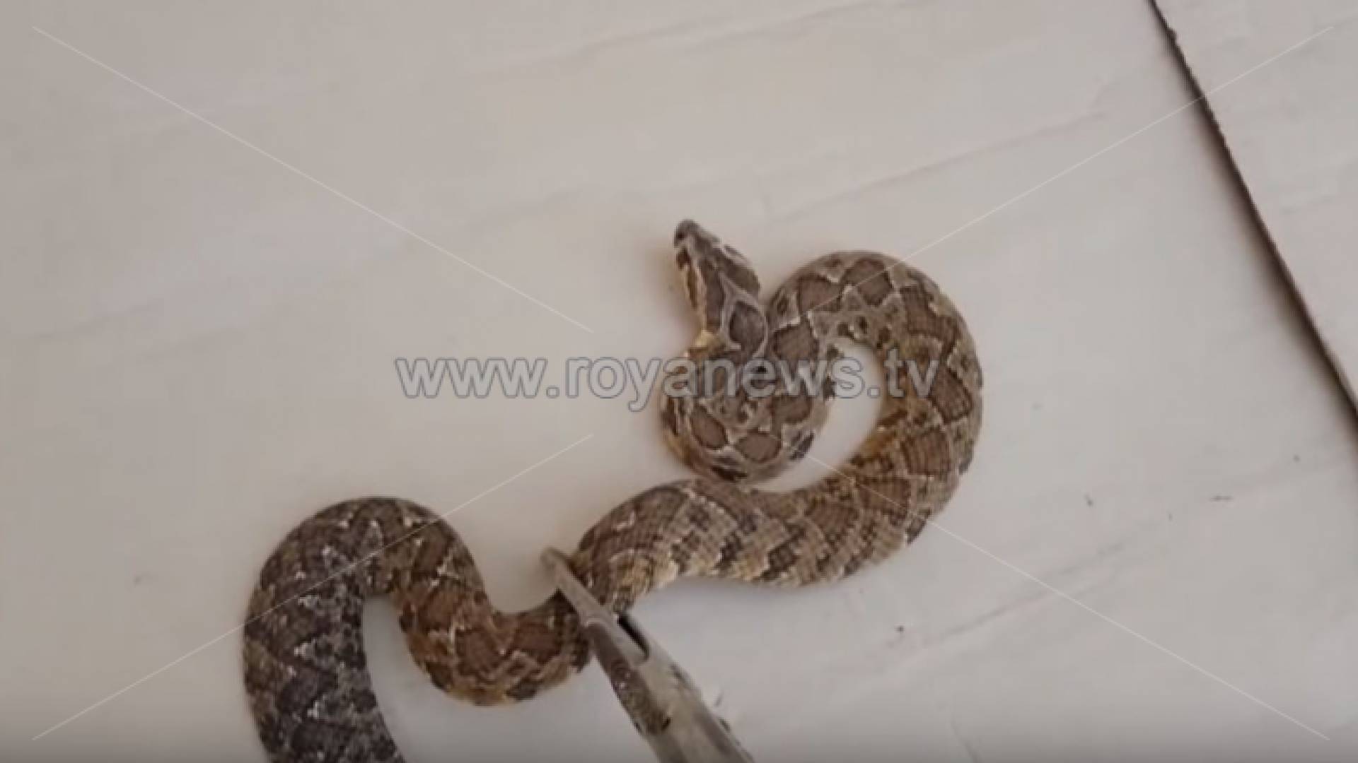 أفعى فلسطين - رؤيا