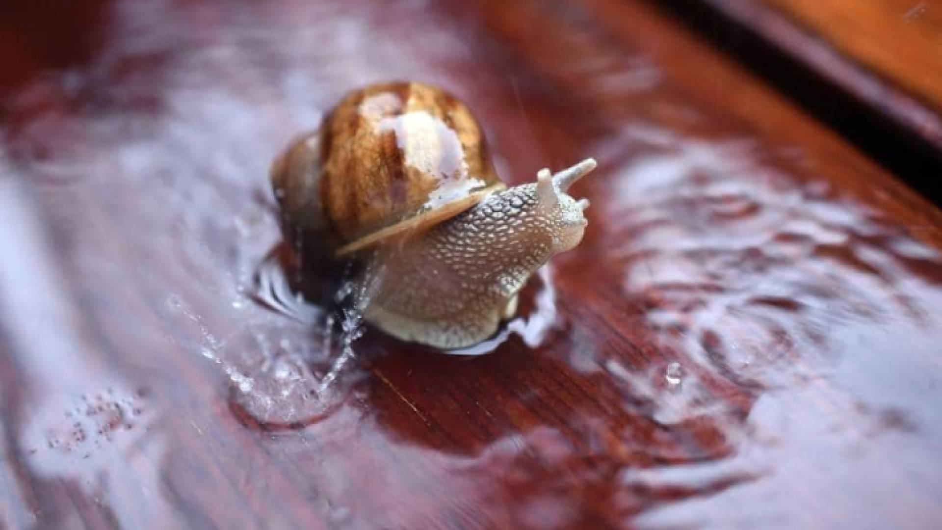 المخاط يستخدم في المستحضرات التجميلية