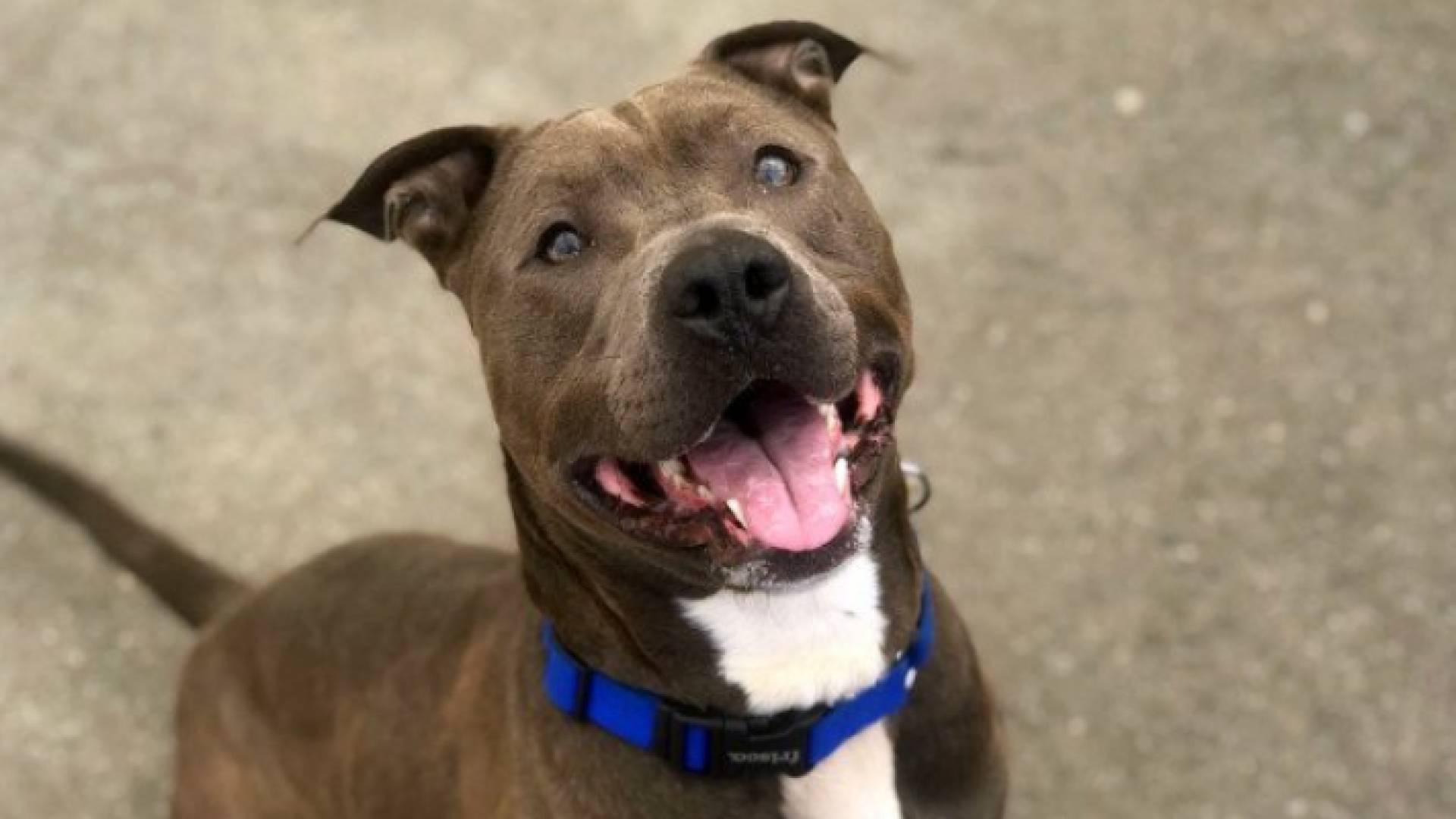 الكلب كان يعاني أيضا من سوء التغذية وهزيلا تغطي البراغيث جسمه