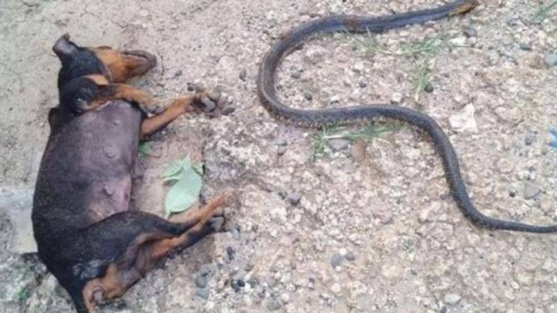 المعركة أدت إلى موت أحد الكلبين