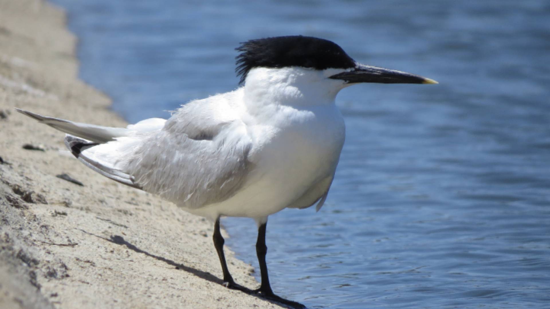 تسجيل طائر الخرشنه السندويتشية في مرصد طيور العقبة لأول مرة