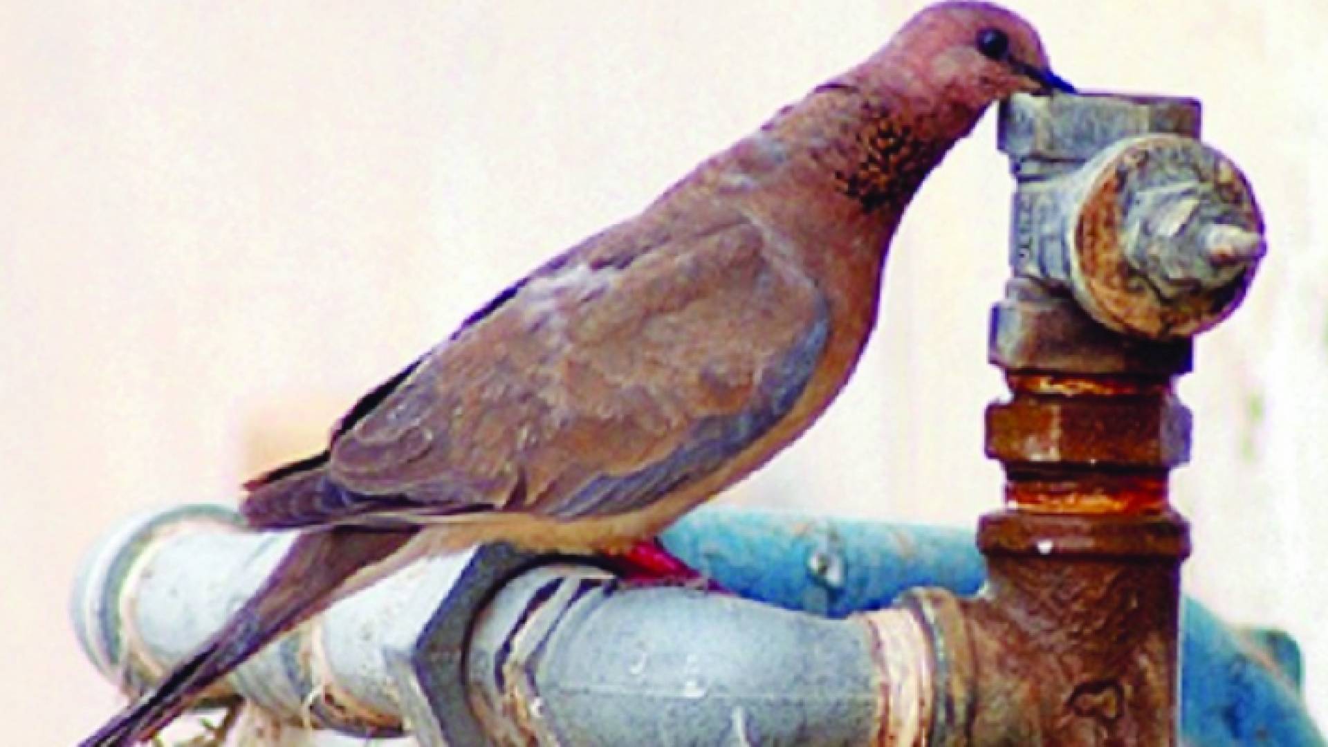 يوصي طقس العرب بضرورة عدم التعرض المباشر والطويل لأشعة الشمس