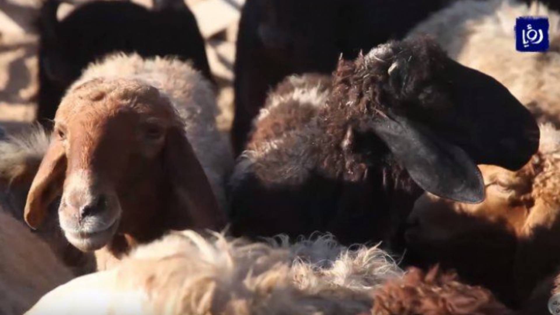 الصورة أرشيفية