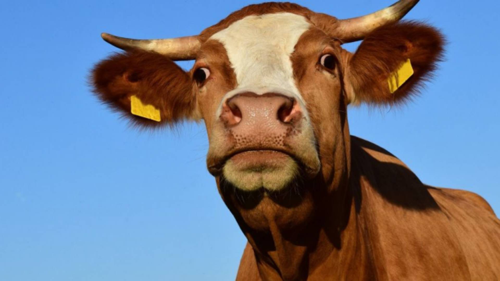 بقرة - ارشيفية