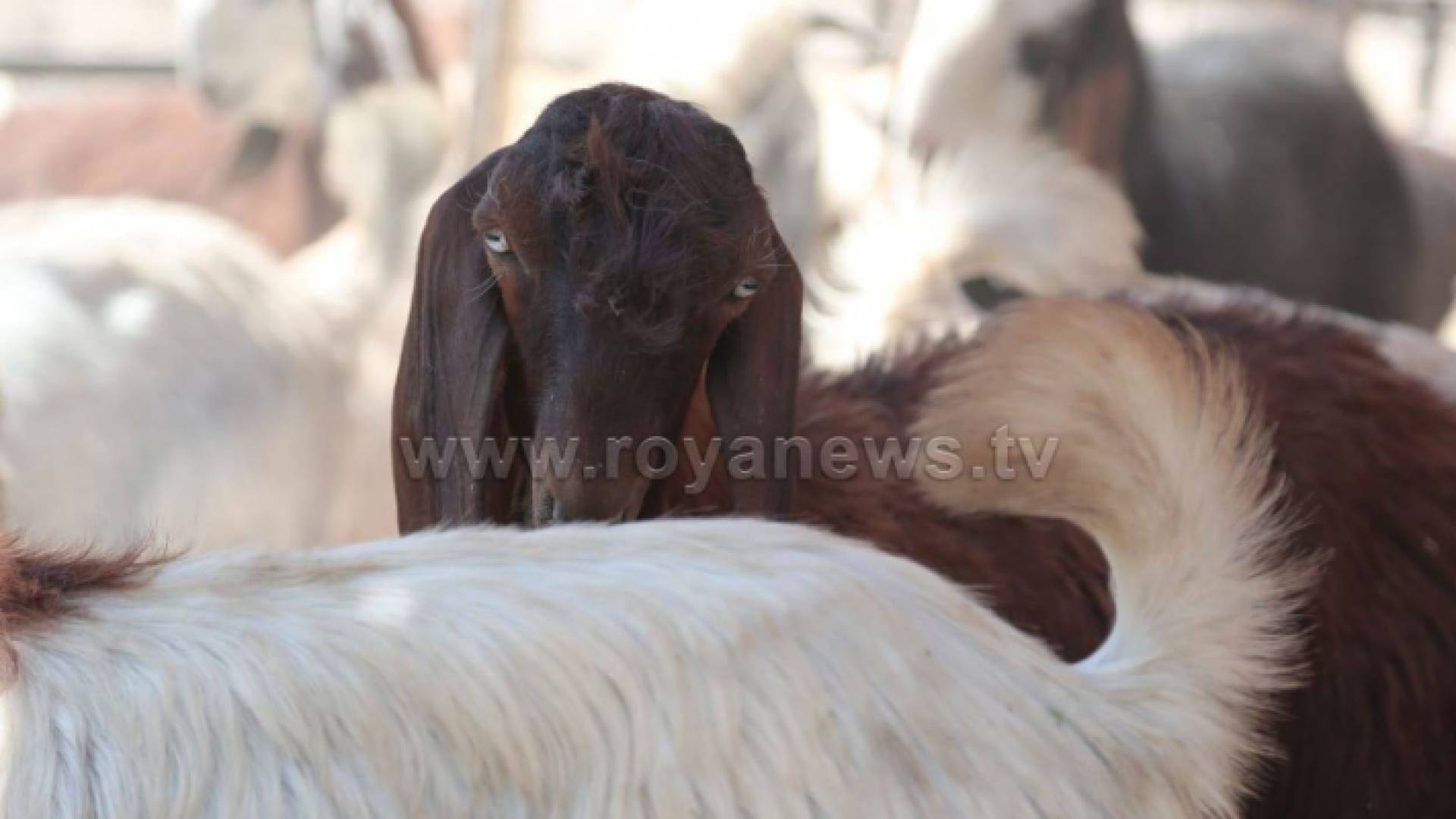 اضاحي في عمان