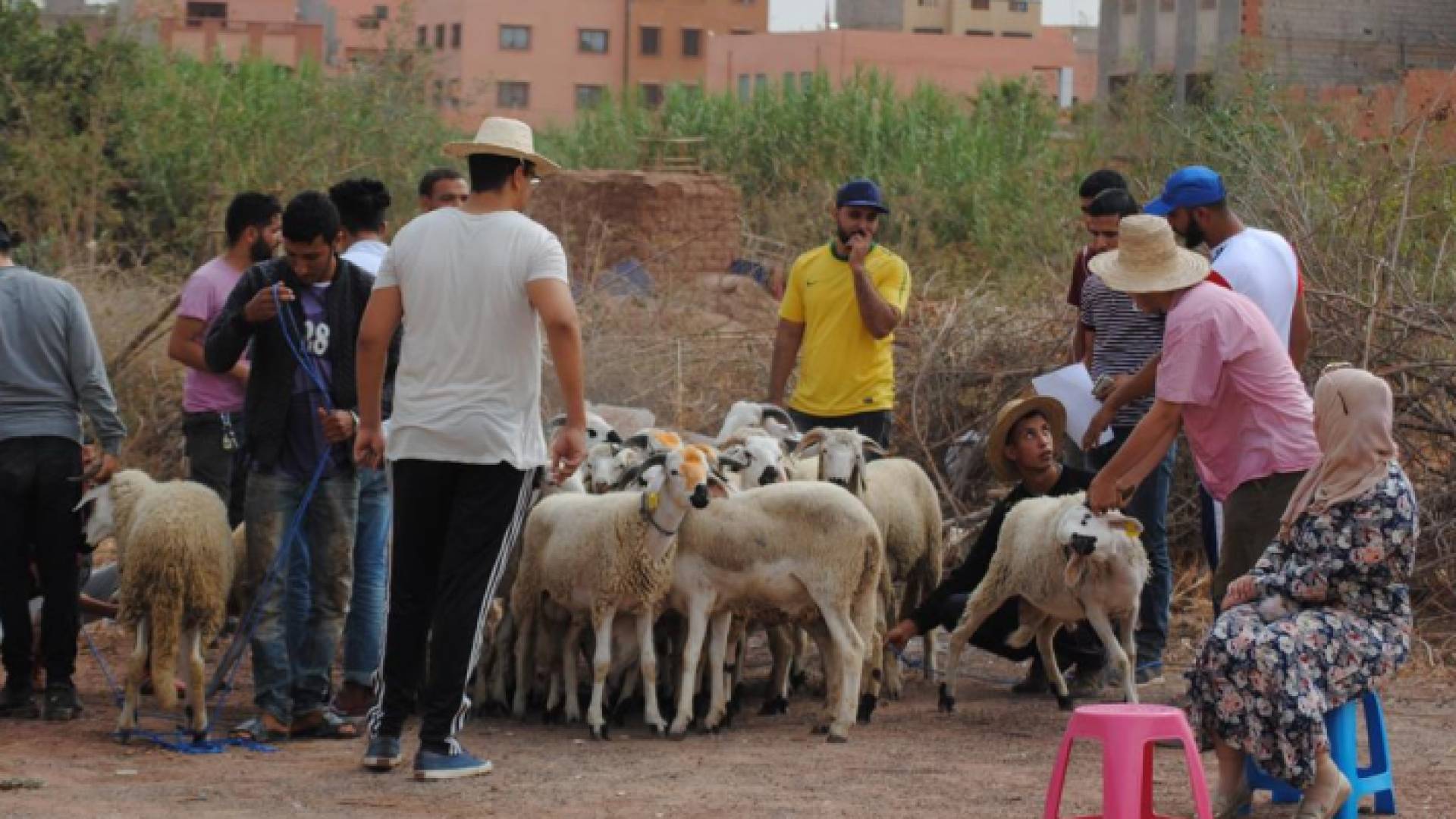 ذبح الاضاحي في المغرب الاثنين