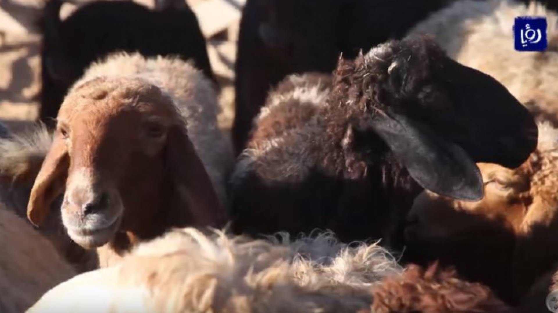 الصورة أرشيفية