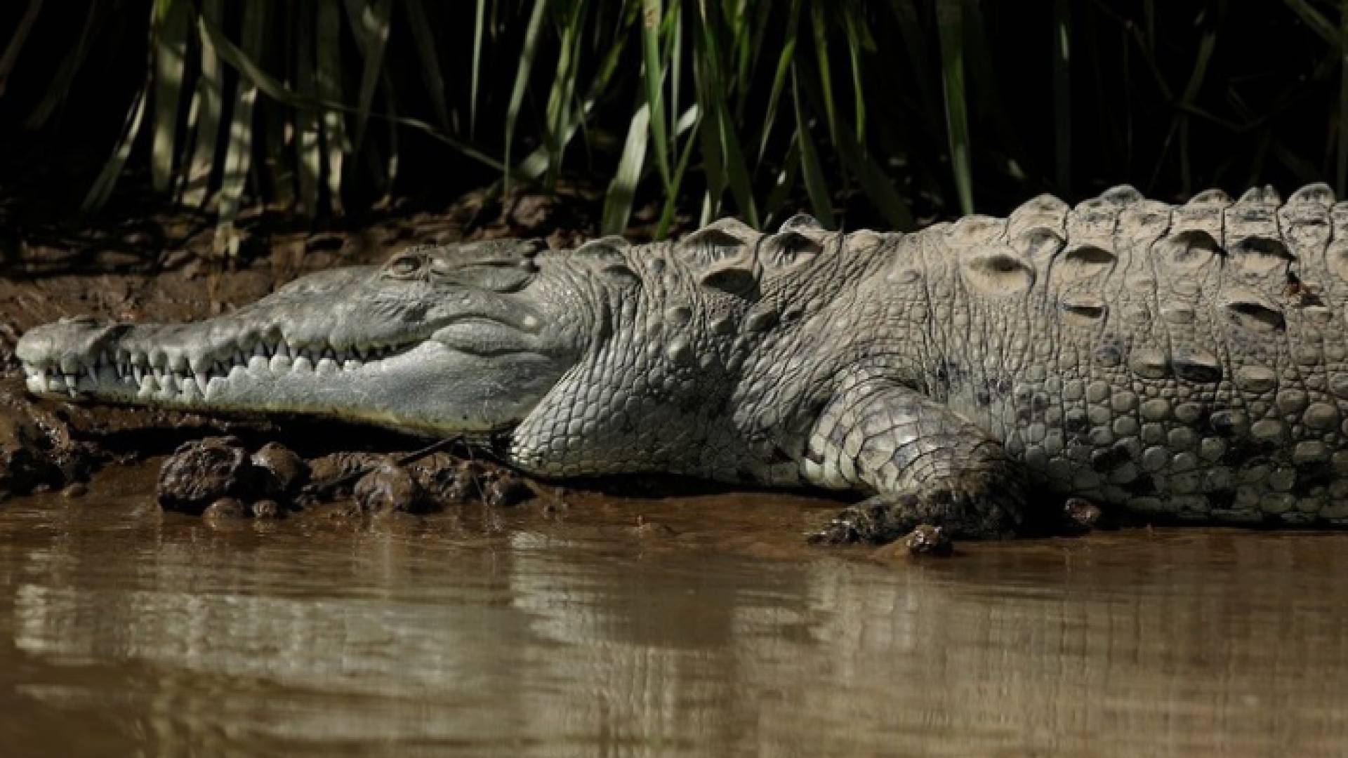 القول بمن يقول انه حلال قول غير صحيح