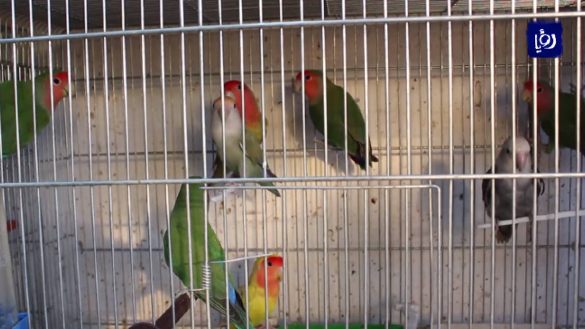 الصورة من الفيديو