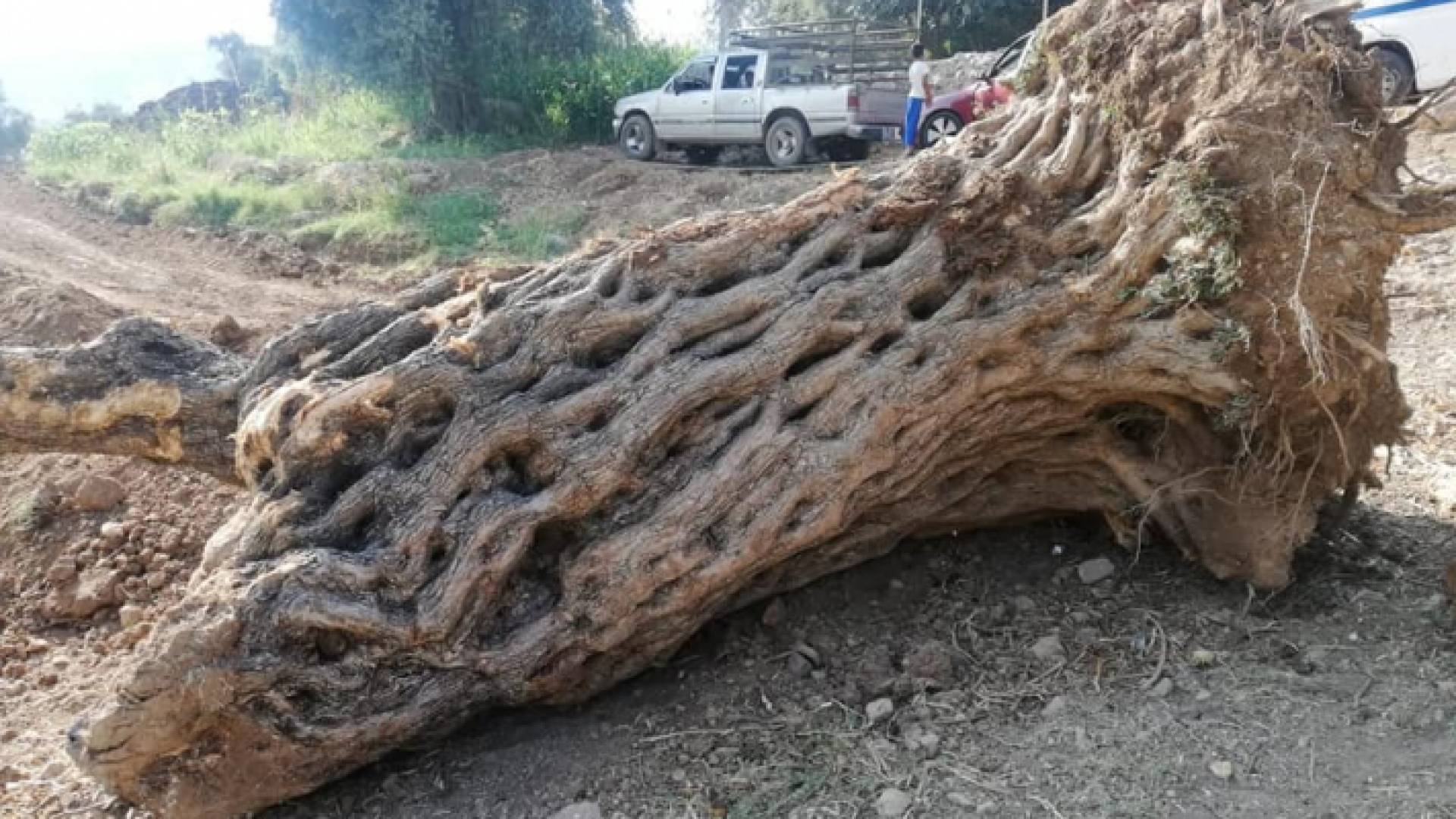 اعتداء على اشجار معمرة في عجلون