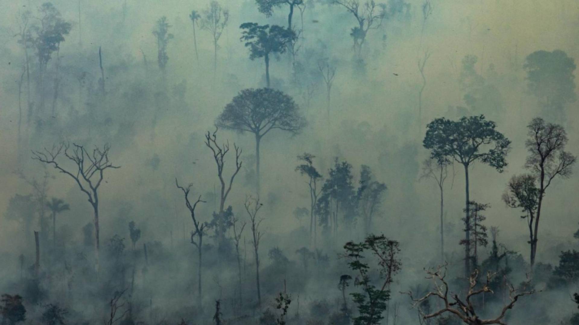 حرائق غابات الأمازون