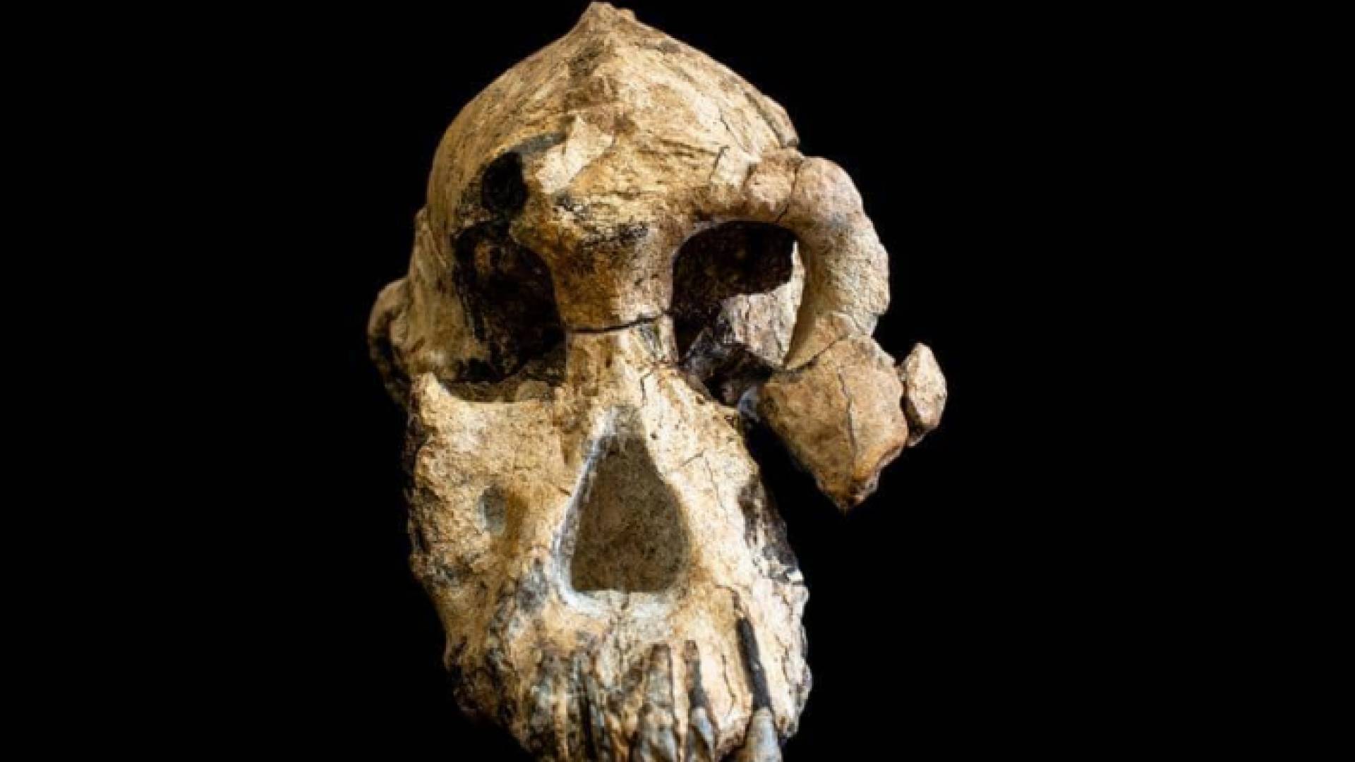 جمجمة مكتملة تقريبا لأحد أسلاف البشر اكتشفت في إثيوبيا - رويترز