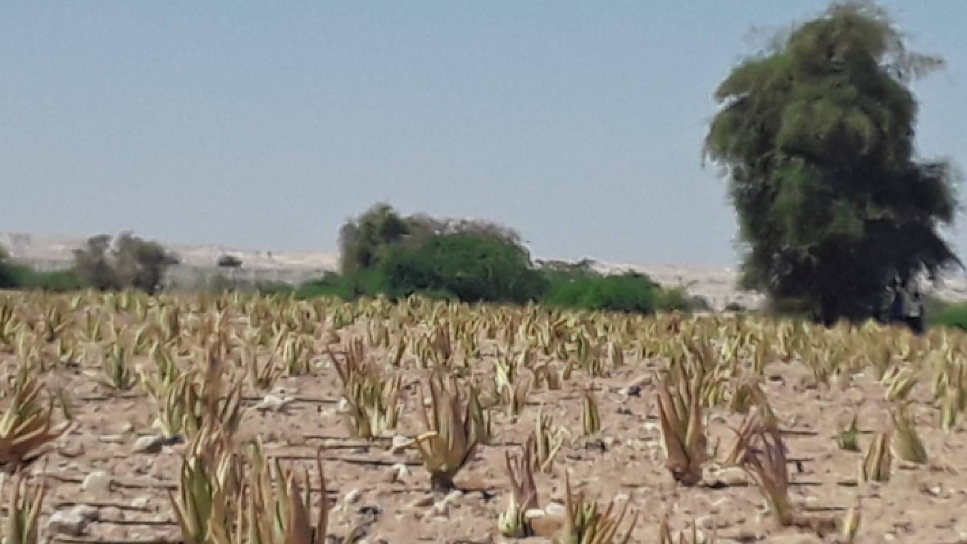 إطلاق مشروع زراعة نبتة الالوفيرا في الأردن