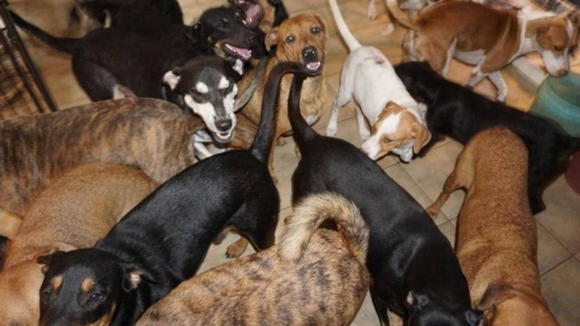 الكلاب داخل منزل فيليبس