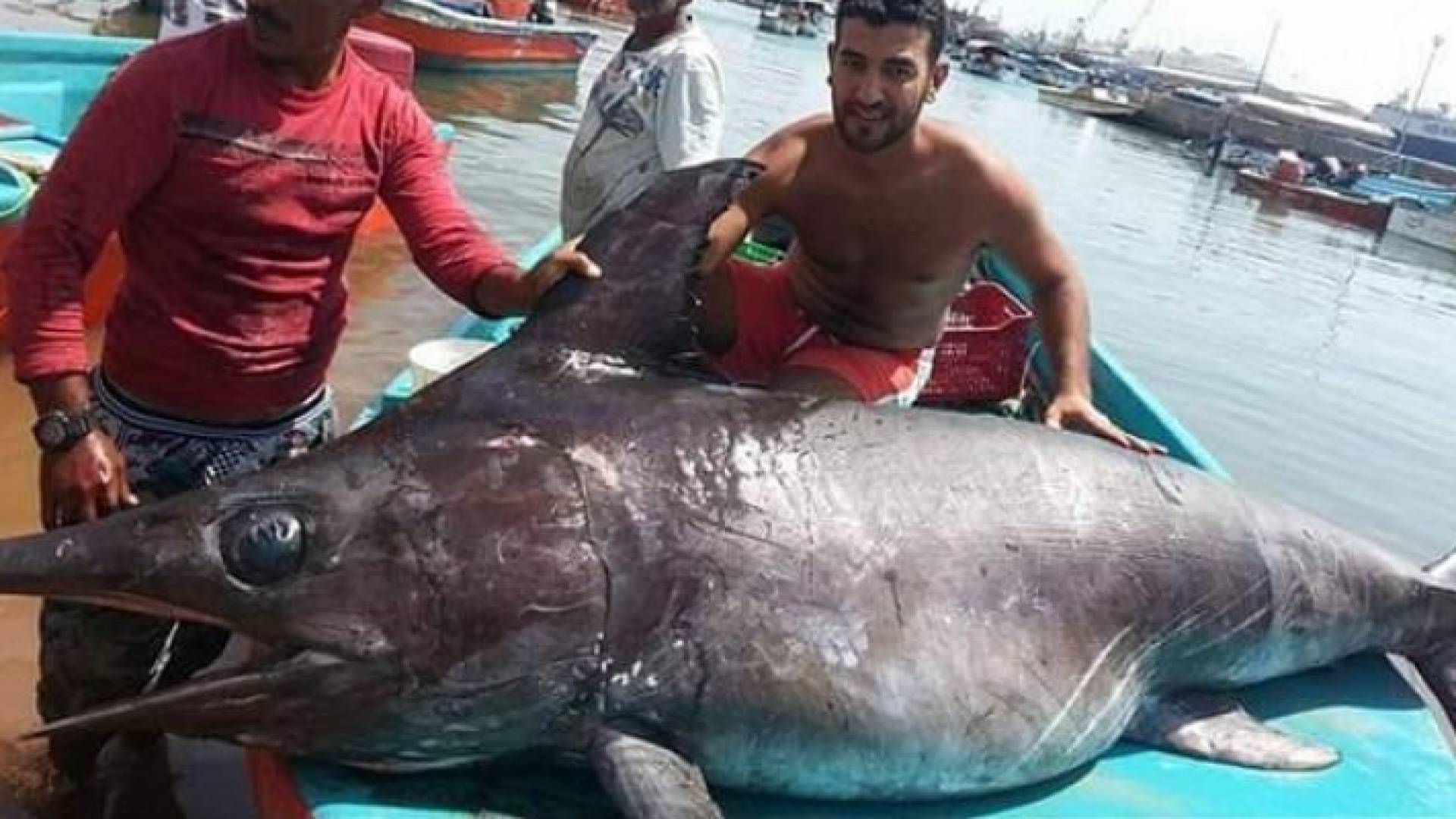 اصطياد أكبر الأسماك "الفرس الغزيز" في خليج العقبة