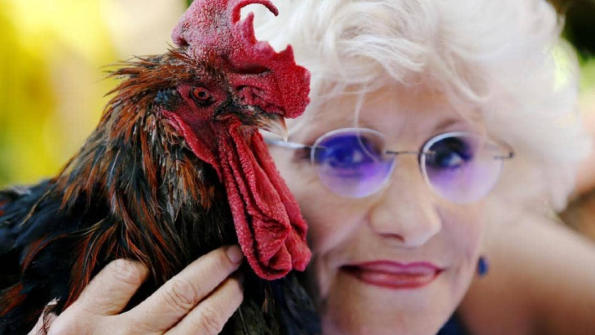 الديك موريس وصاحبته