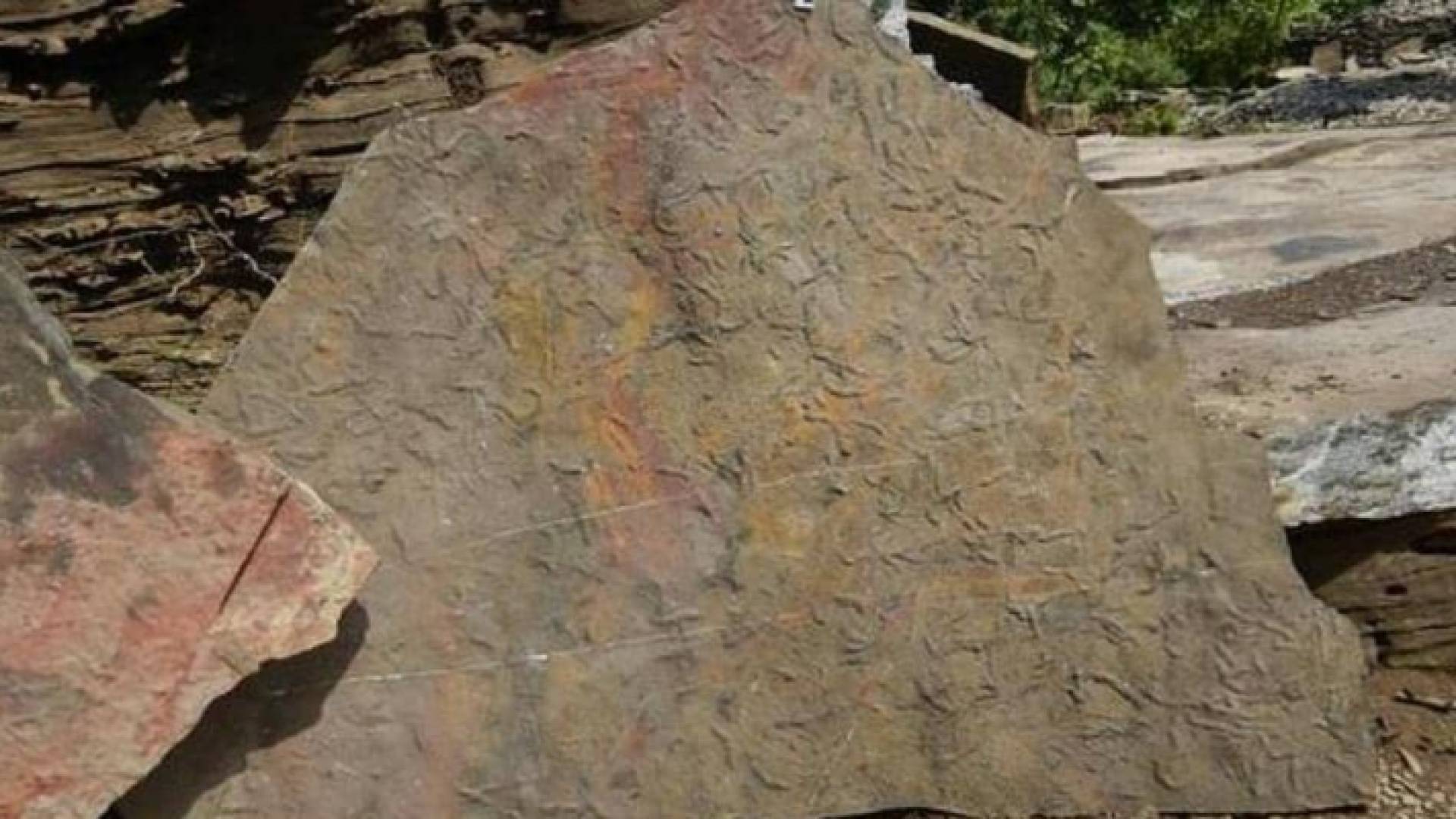 أحفورة تحمل آثار مسيرة الموت