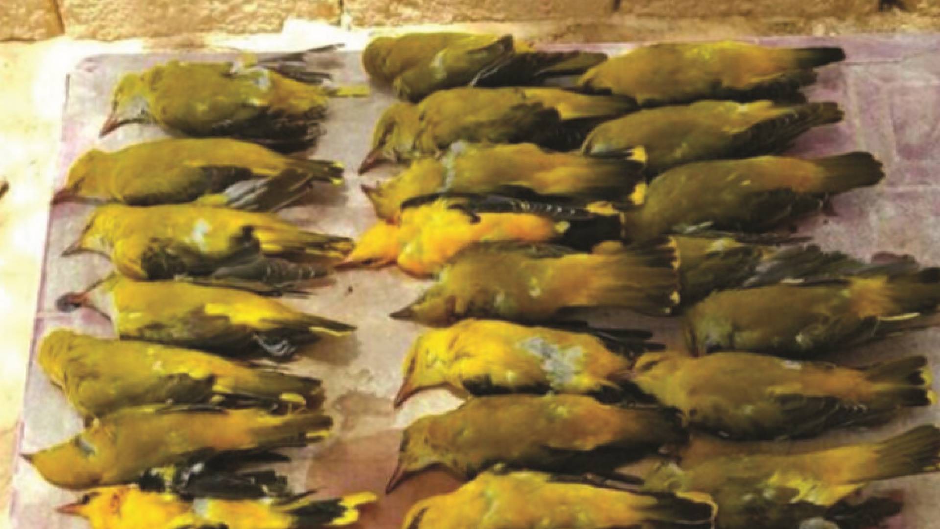 دراسة فريدة من نوعها تكشف عن حجم الصيد الجائر للطيور في منطقة الشرق الأوسط