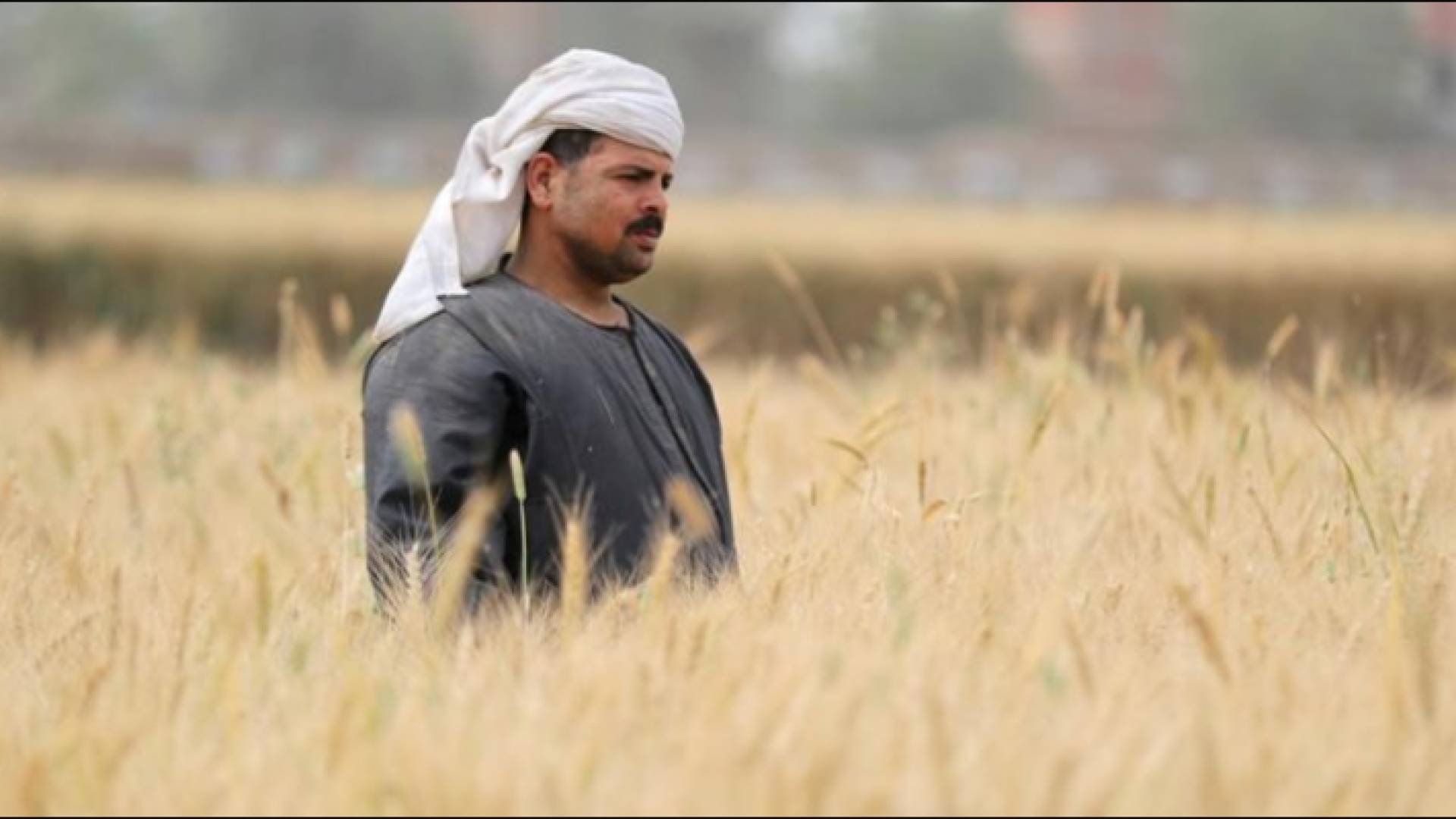 مزارع داخل حقل قمح في مصر