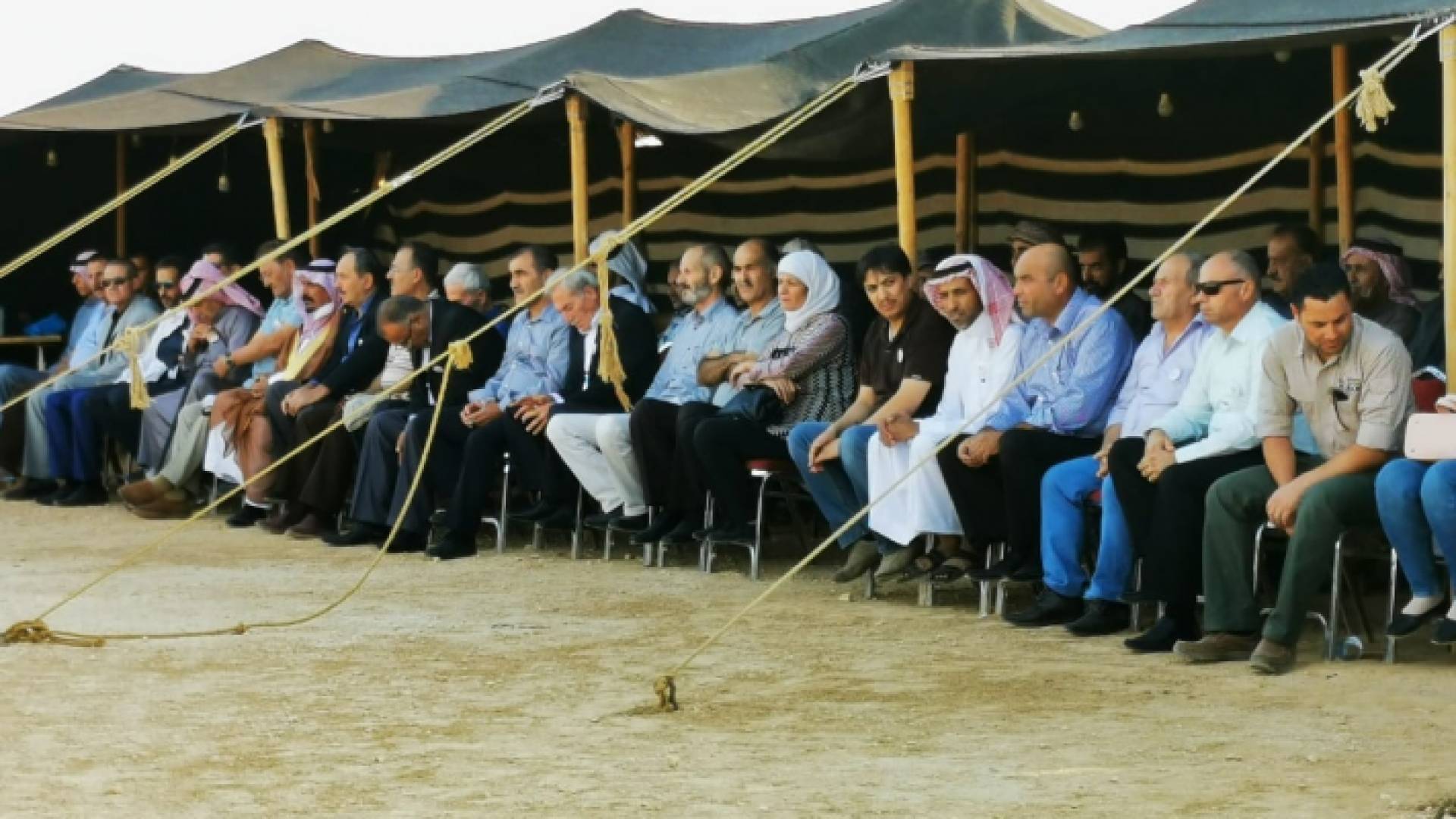 فعالية المها العربي في محمية الشومري للأحياء البرية