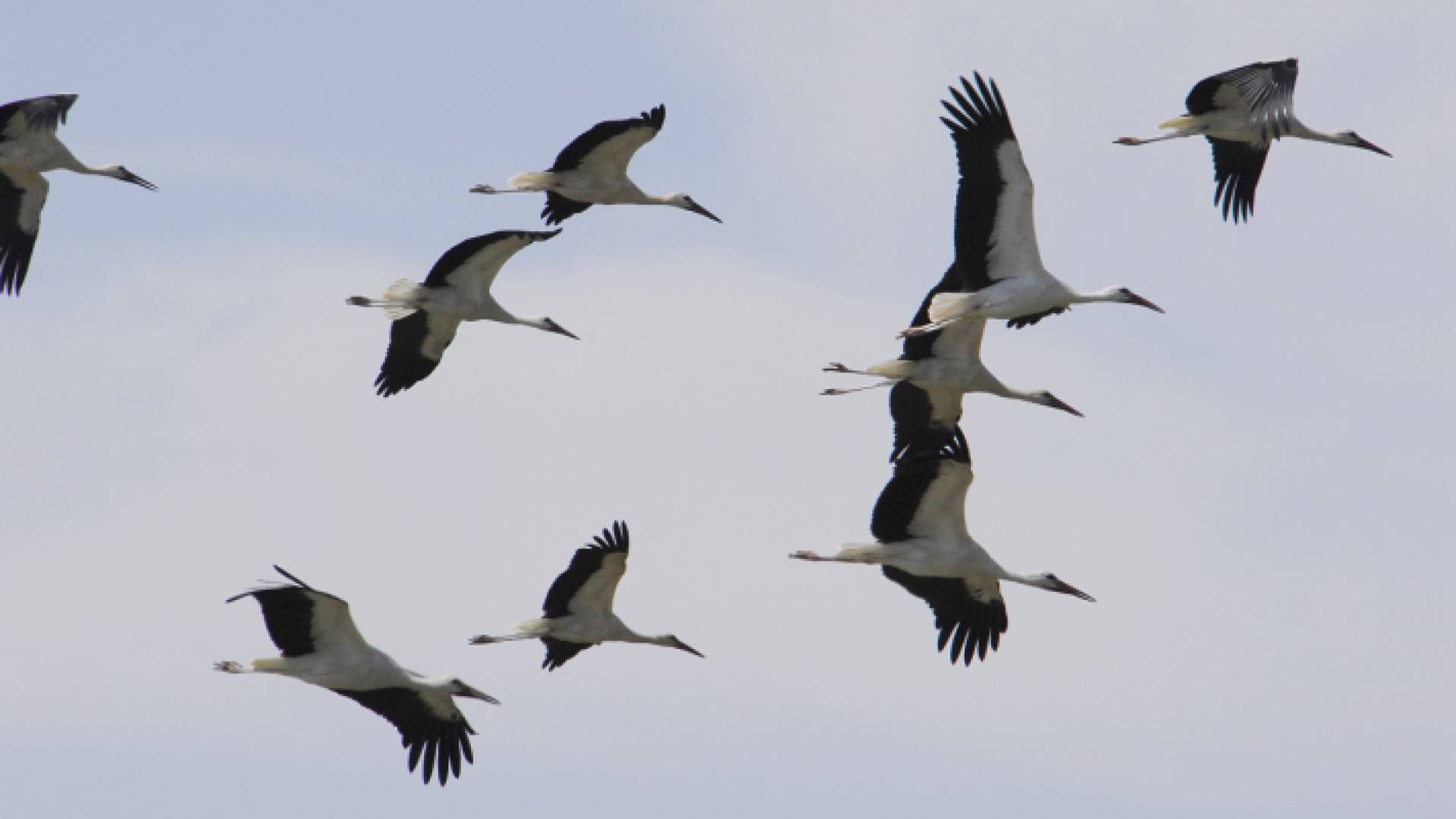 هجرة الطيور