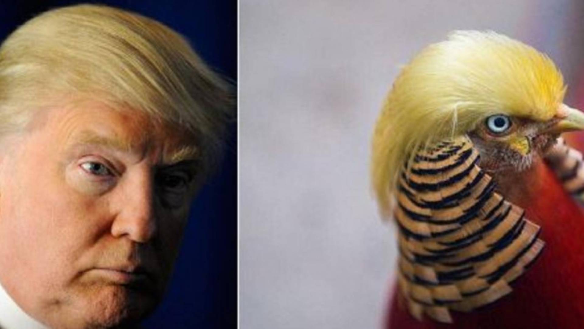 ترمب قال للحشود أنا لا اخاف من السحب لان المطر سيثبت أن شعري ليس مستعارا