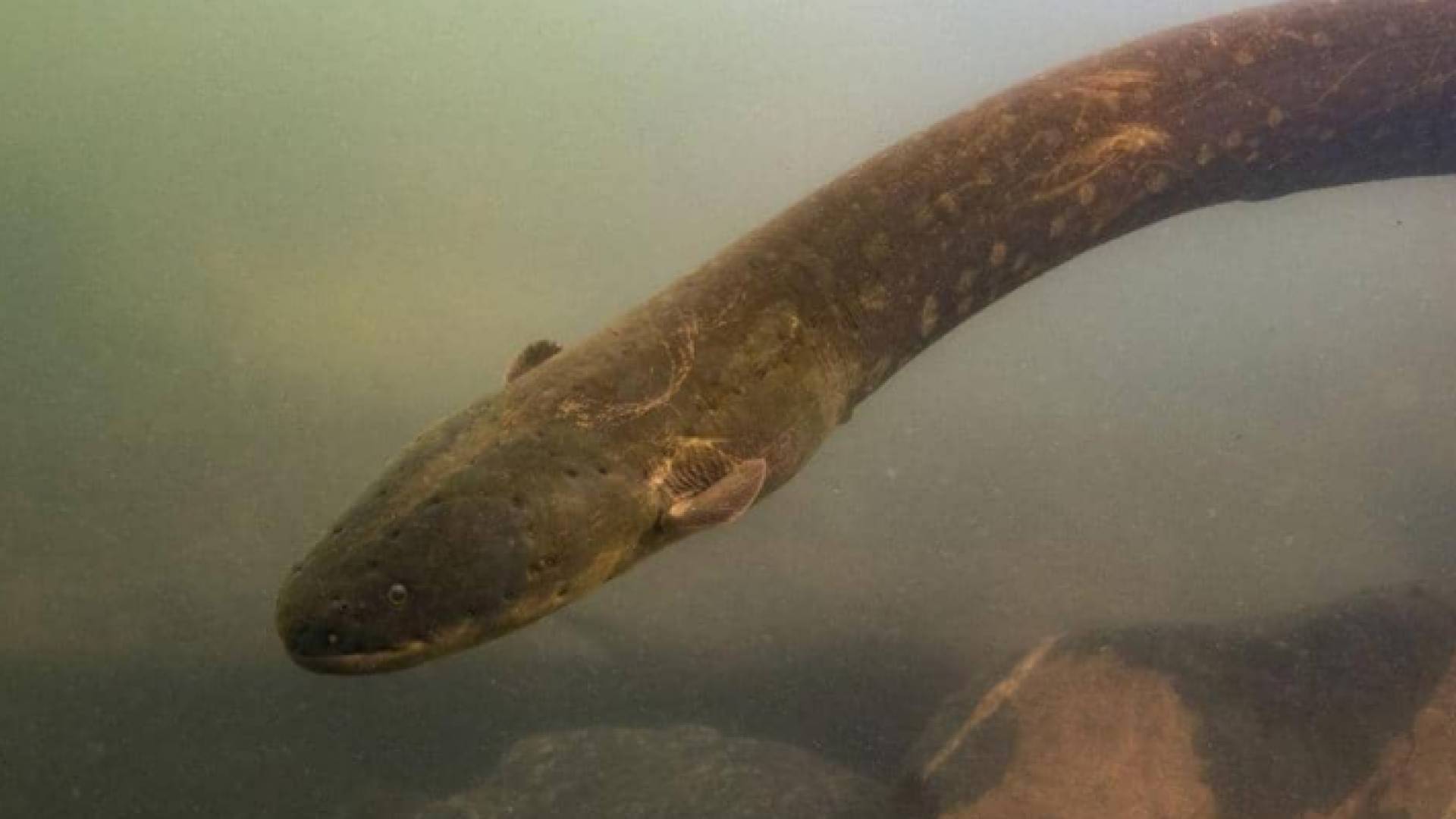 أقوى مولد للكهرباء الحيوية