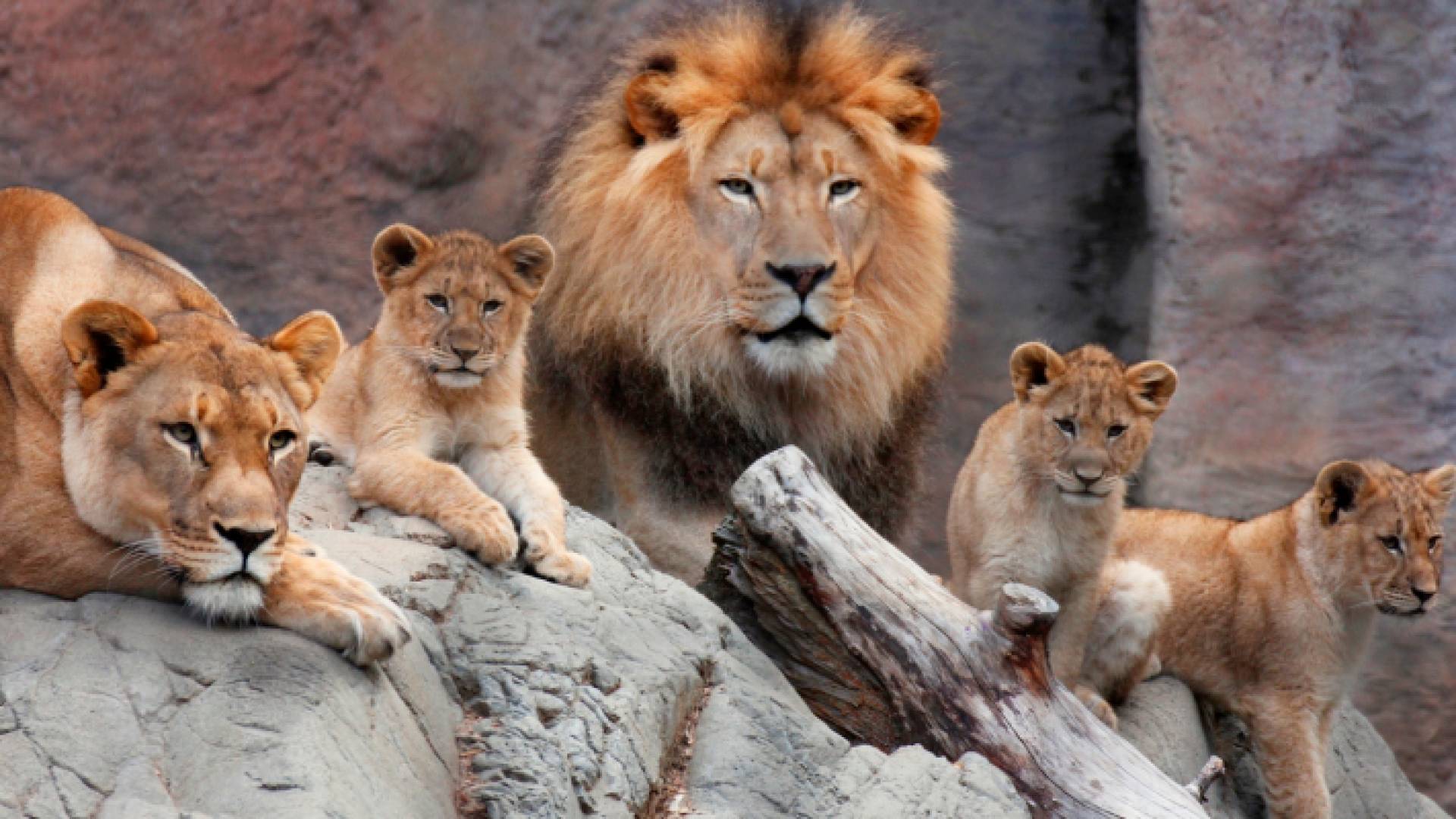 أسود - ارشيفية