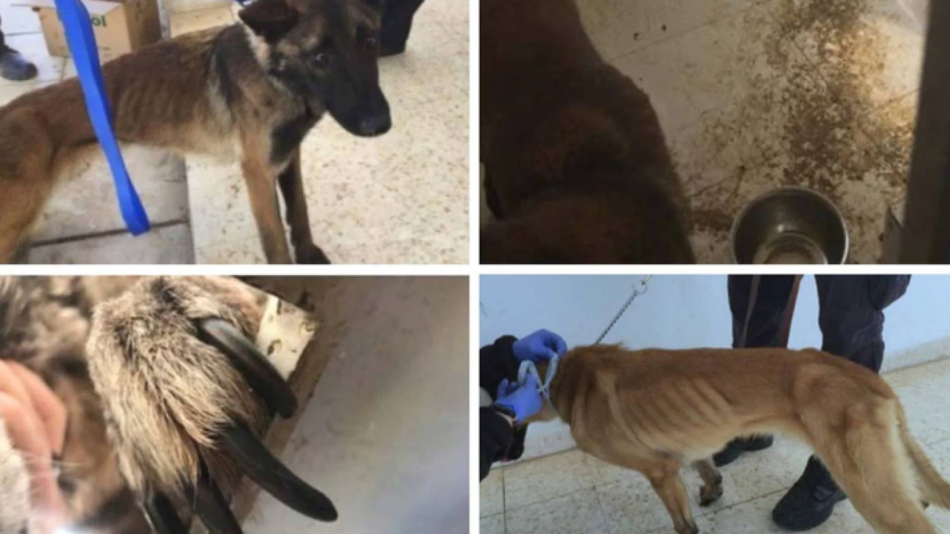 تقرير أمريكي يكشف نفوق عشرات الكلاب البوليسية في الأردن