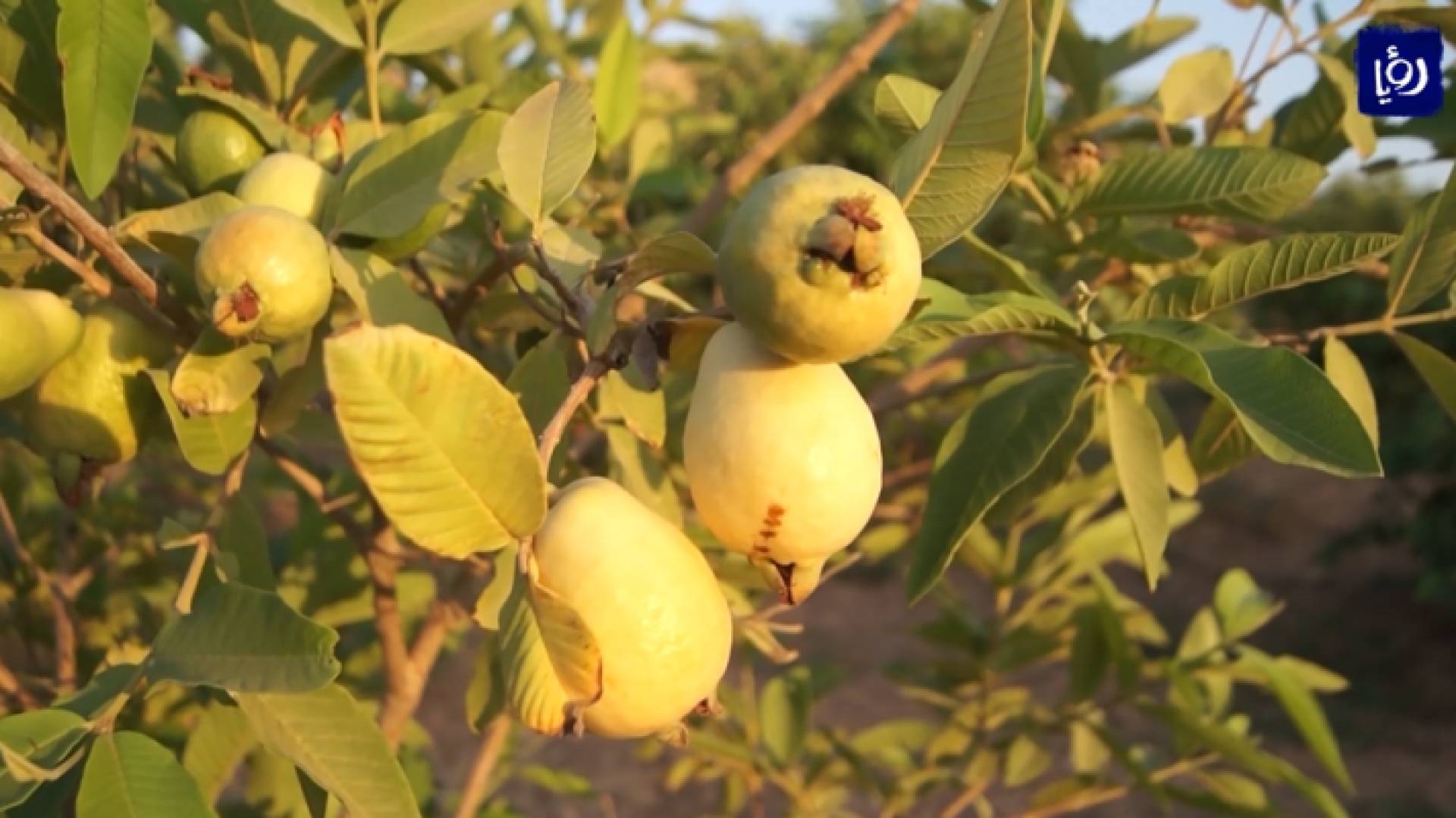 صورة من الفيديو