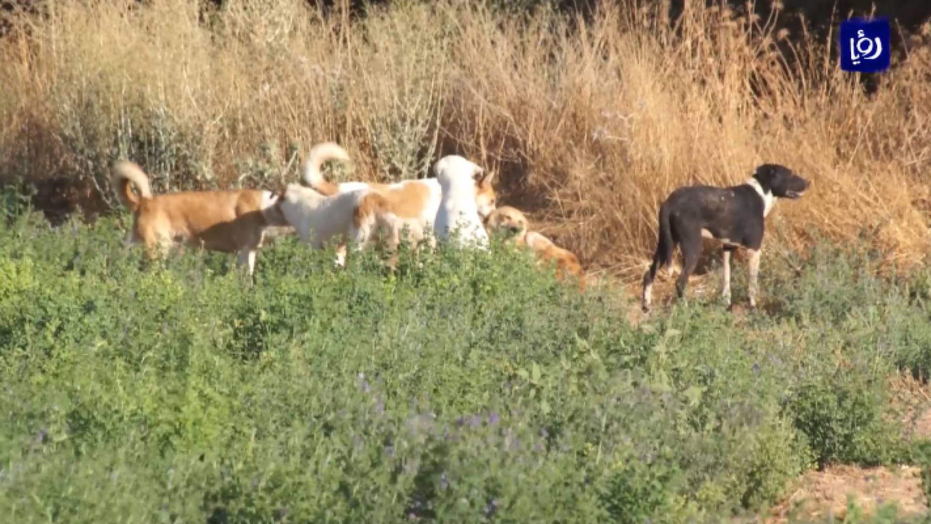 الصورة من الفيديو