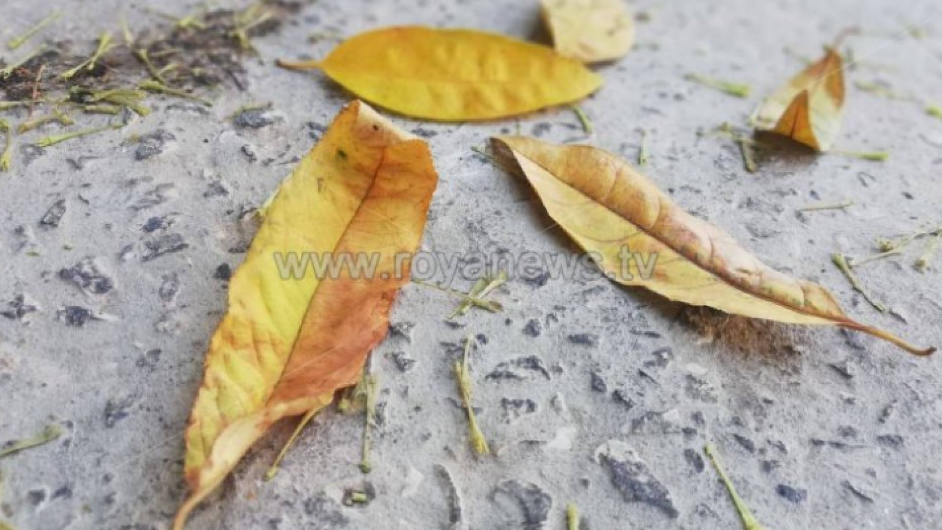 الصورة أرشيفية