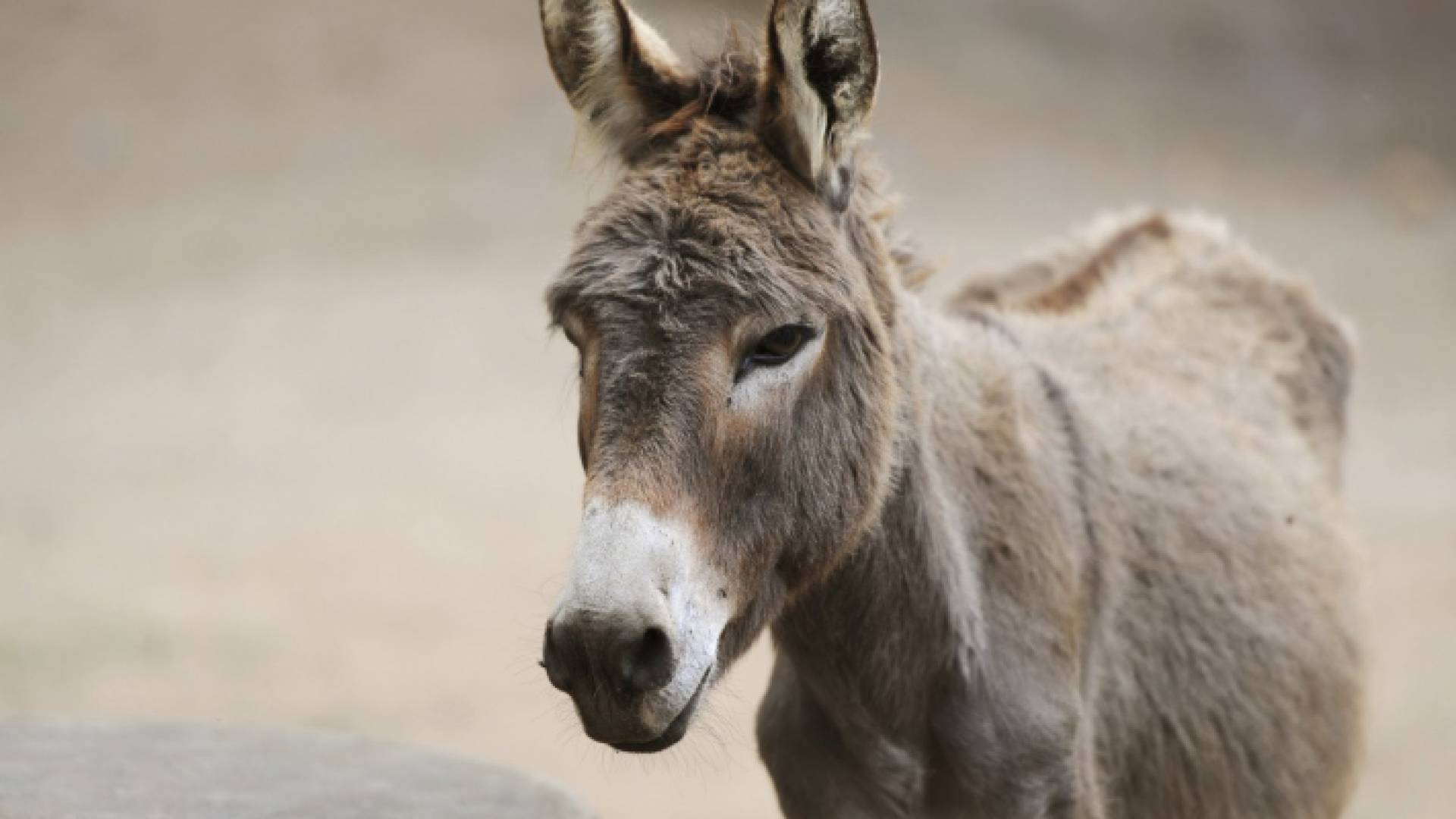 حمار - ارشيفية