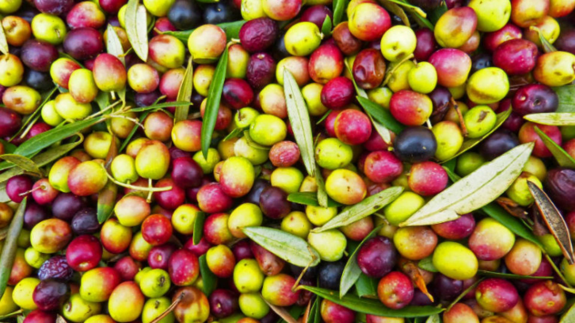 السلطة الفلسطينية تقرر استيراد الزيتون المروي من الأردن والاحتلال