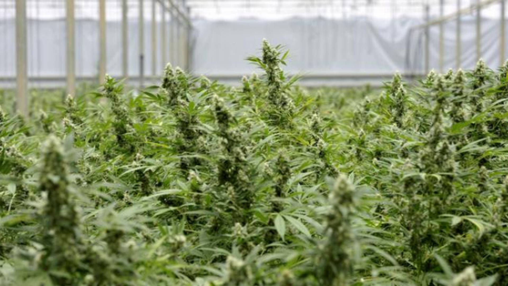 مزرعة حشيش - ارشيفية