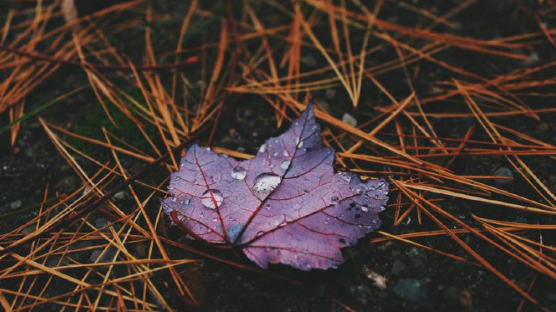 طقس العرب يصدر النشرة الشهرية لبلاد الشام وفرصة لتحقيق المعدلات المطرية في العديد في المناطق