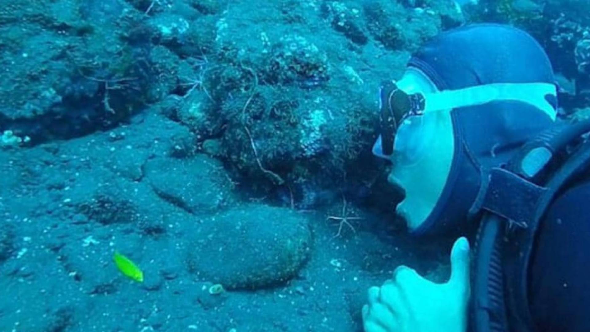 تنظيف الأسنان بواسطة عناكب البحر