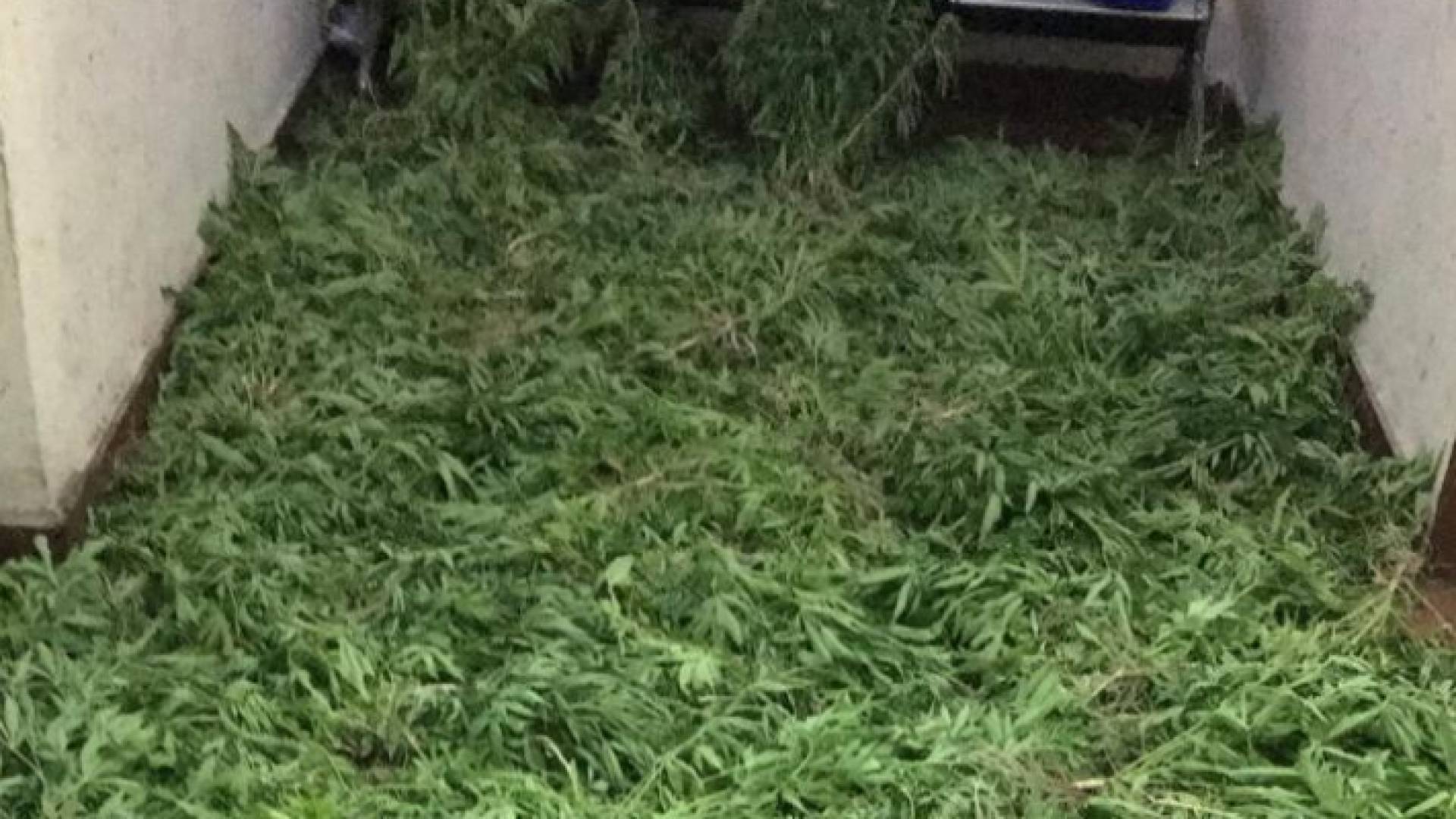 ضبط 1300 شتلة ماريجوانا في إحدى المزارع غرب البلقاء
