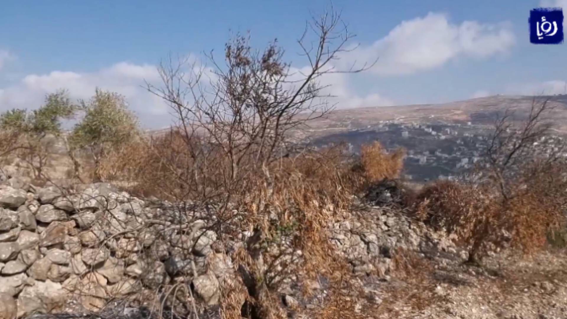 أشجار زيتون محروقة