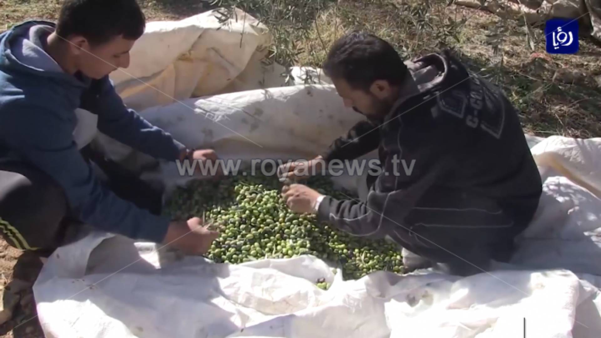 بدء موسم قطف الزيتون في إربد وتوقعات أن يبلغ سعر الكيلو 1.25 دينار