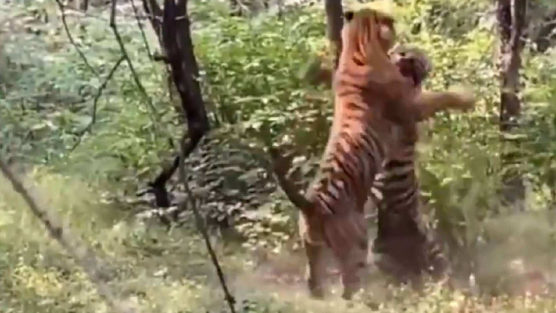 النمران شوهدا في غابة شمالي الهند