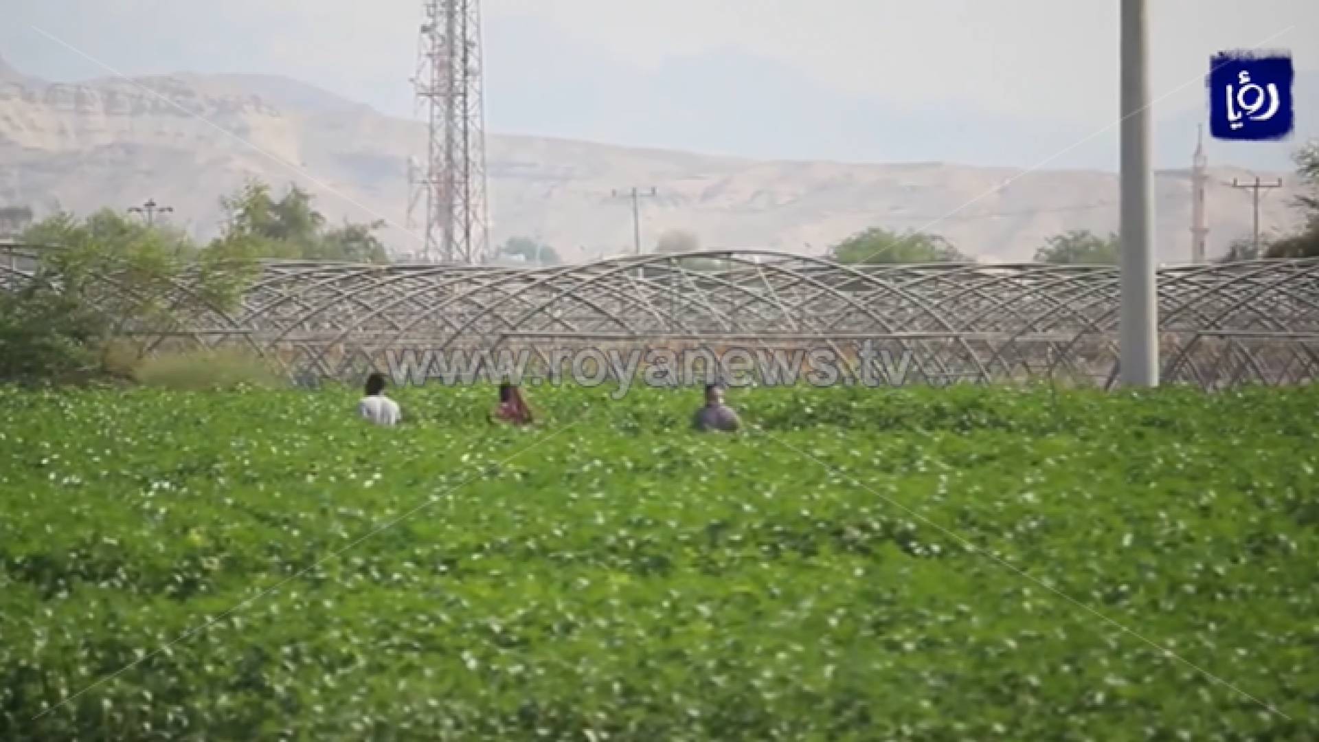 مزرعة في الأغوار