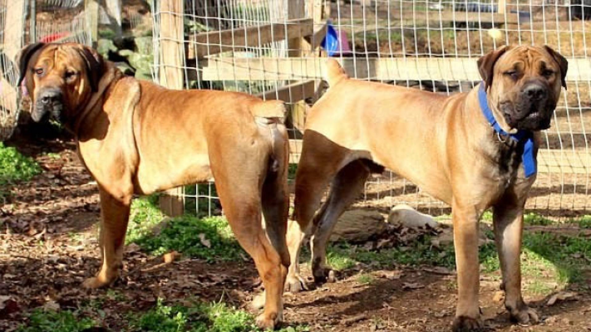 كلاب - ارشيفية