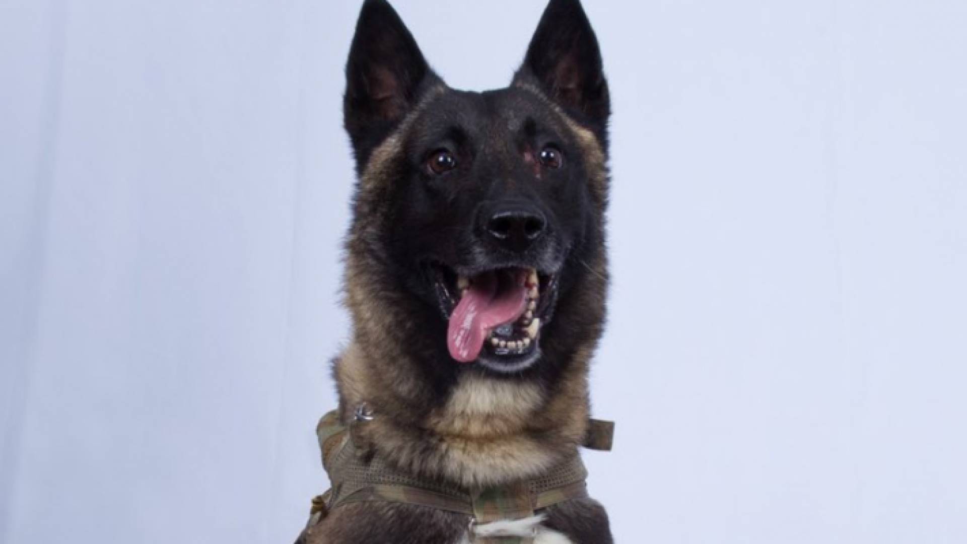 أيضا استخدم الجيش الأمريكي الكلاب للقتل زعيم تنظيم القادة اسامة ابن لادن