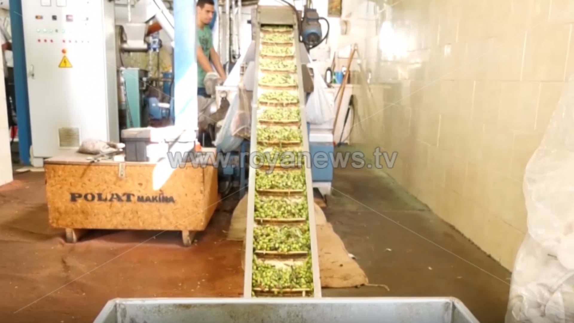 معاصر زيتون