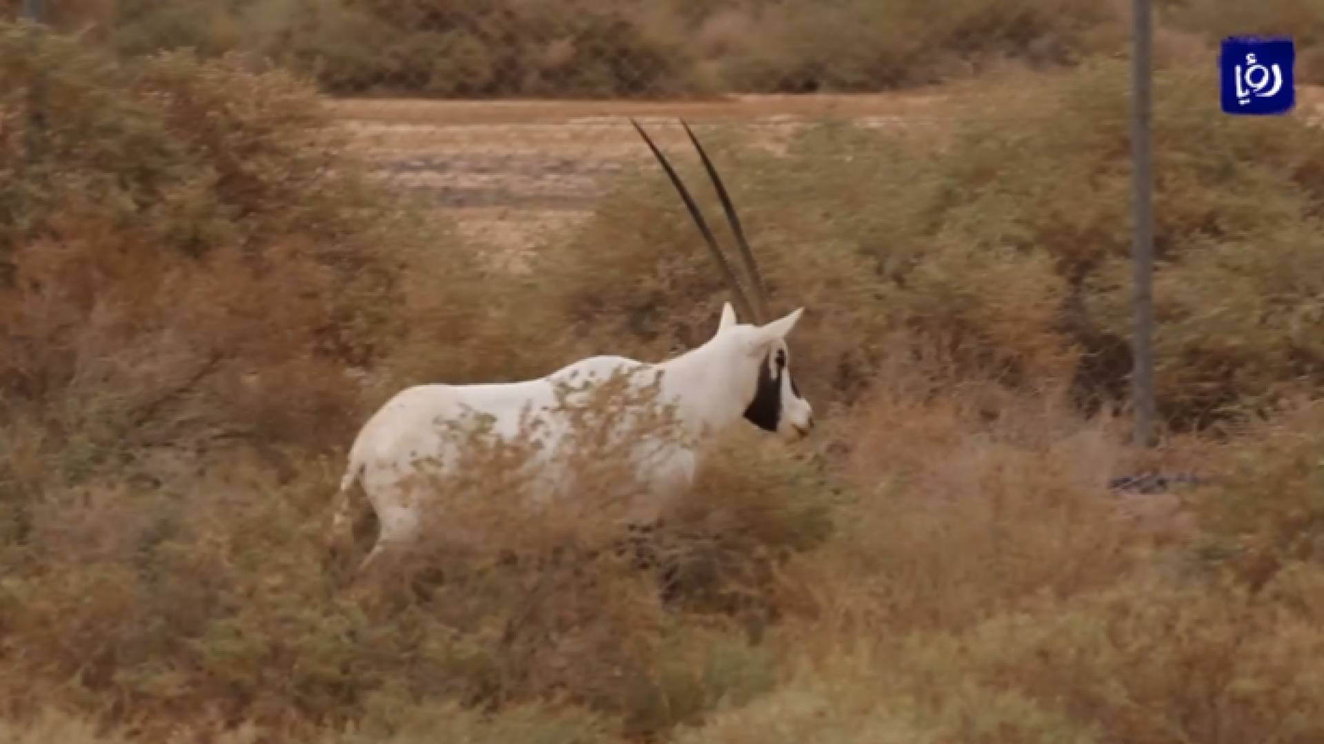 صورة من الفيديو